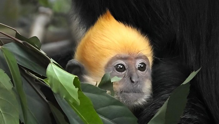 Lutung Cat Ba, Vietnam.