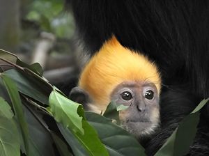 Hewan Terancam Punah Ini Bertahan Hidup dengan Minum Air Asin