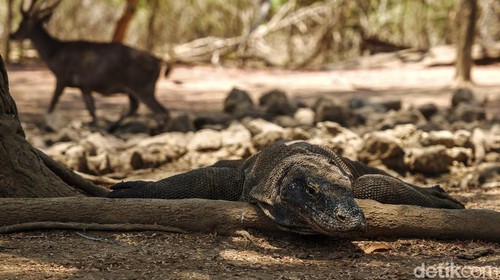 Komodo merupakan reptil yang hidup sejak zaman prasejarah. Kadal raksasa ini memiliki habitat di Taman Nasional Komodo, NTT.
