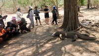 Merupakan satwa karnivora, mereka akan memakan apapun yang bergerak di depannya. Komodo gemar menggali lubang dengan cakarnya sedalam 1-3 meter untuk melindungi diri dari cuaca panas.   