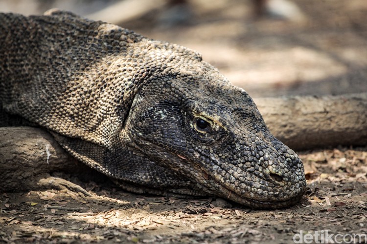 Komodo merupakan reptil yang hidup sejak zaman prasejarah. Kadal raksasa ini memiliki habitat di Taman Nasional Komodo, NTT.