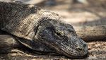Mengamati Komodo Langsung dari Habitatnya