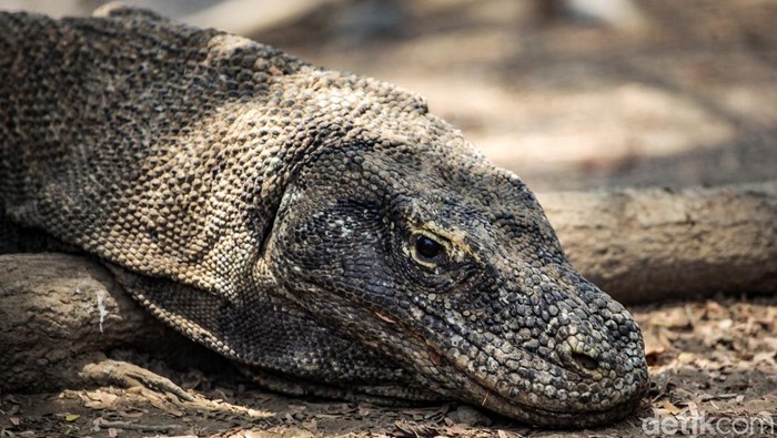 Komodo merupakan reptil yang hidup sejak zaman prasejarah. Kadal raksasa ini memiliki habitat di Taman Nasional Komodo, NTT.