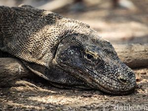Komodo Dicuri-Dijual ke Surabaya, Hendak Diselundupkan ke Thailand