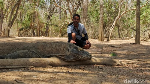 Komodo merupakan reptil yang hidup sejak zaman prasejarah. Kadal raksasa ini memiliki habitat di Taman Nasional Komodo, NTT.