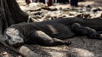 Sering dijuluki kadal purba raksasa, komodo diketahui merupakan kerabat dekat dinosaurus. Hal ini karena fosil satwa ini pernah ditemukan dan diperkirakan sudah hidup ribuan tahun yang lalu.