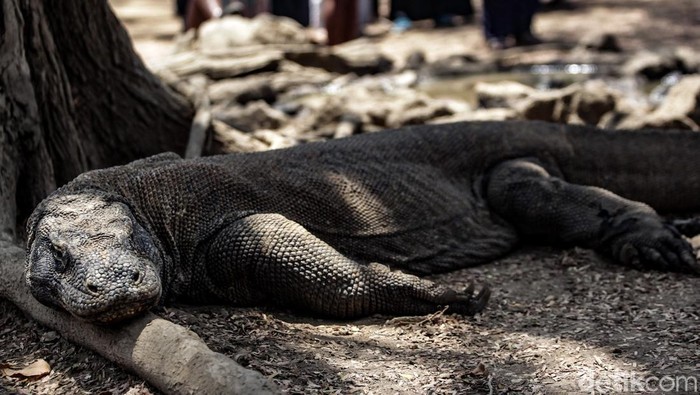 Mengamati Komodo Langsung dari Habitatnya Komodo merupakan reptil yang hidup sejak zaman prasejarah. Kadal raksasa ini memiliki habitat di Taman Nasional Komodo, NTT.