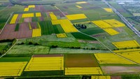 Pemandangan udara dari ladang rapeseed yang sedang mekar penuh di pinggiran Frankfurt.