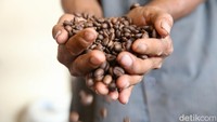 Kopi Bis Kota sendiri dikemas dijual dengan harga Rp70 ribu per kilogram.