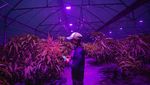 Petani Mangga di Indramayu Pakai Lampu Ultraviolet, Nyalainnya Pakai Hp