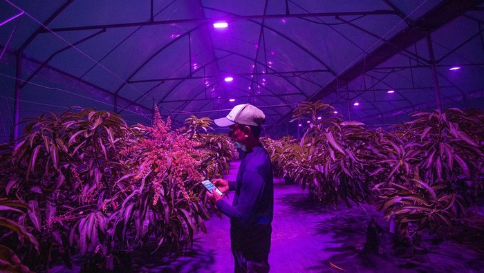 Anggota kelompok Salam Tani berjalan di sekitar kebun mangga Miyazaki yang disinari lampu ultraviolet di Sliyeg, Indramayu, Jawa Barat, Senin (28/10/2024). Pemanfaatan lampu ultraviolet berbasis internet of things (IoT) itu untuk mempercepat proses pembungaan sehingga dapat meningkatkan produksi mangga. ANTARA FOTO/Dedhez Anggara/nym.