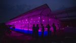Petani Mangga di Indramayu Pakai Lampu Ultraviolet, Nyalainnya Pakai Hp