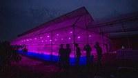 Pemanfaatan lampu ultraviolet berbasis internet of things (IoT) itu untuk meningkatkan produksi mangga.   