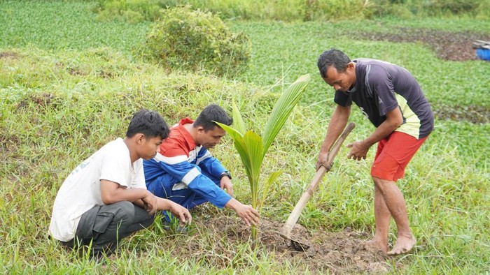 Penanaman pohon kelapa ini dilakukan di kawasan Ring 1 perusahaan, RW 02 Kelurahan Talang Jambe