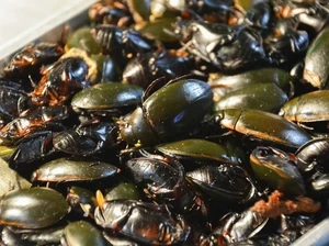 Selain Buaya, Ini 7 Makanan Ekstrem Thailand yang Menyeramkan