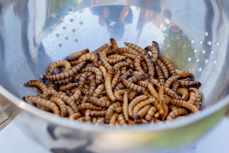 Selain Buaya, Ini 7 Makanan Ekstrem Thailand yang Menyeramkan