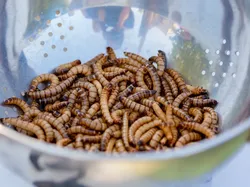 Makanan Ekstrem di Thailand hingga Resto Viral di Tebet
