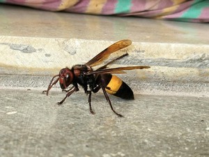 Tragedi Serangan Tawon Vespa di Bogor: 4 Korban Tersengat, 1 Anak Tewas