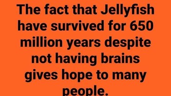 Ubur-ubur salah satu makhluk yang nggak punya otak, tapi bertahan hingga ratusan juta tahun. Foto: Shay Irwin via Bored Panda