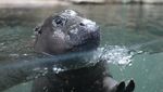 Aksi Gemas Kuda Nil Kerdil Berenang di Kolam Kaca
