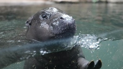 Aksi Gemas Kuda Nil Kerdil Berenang di Kolam Kaca