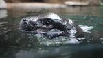 Aksi Gemas Kuda Nil Kerdil Berenang di Kolam Kaca