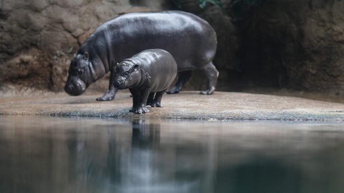 A pygmy hippopotamus cub named Toni dives through a pool for the first time for the public at the zoo in Berlin, Germany, Tuesday, Oct. 29, 2024. (AP Photo/Markus Schreiber)