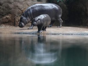 Mengapa Kita Sebaiknya Tenang Saat Berada di Kebun Binatang?