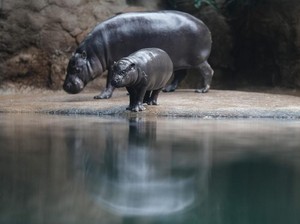 Mengapa Kita Sebaiknya Tenang Saat Berada di Kebun Binatang?