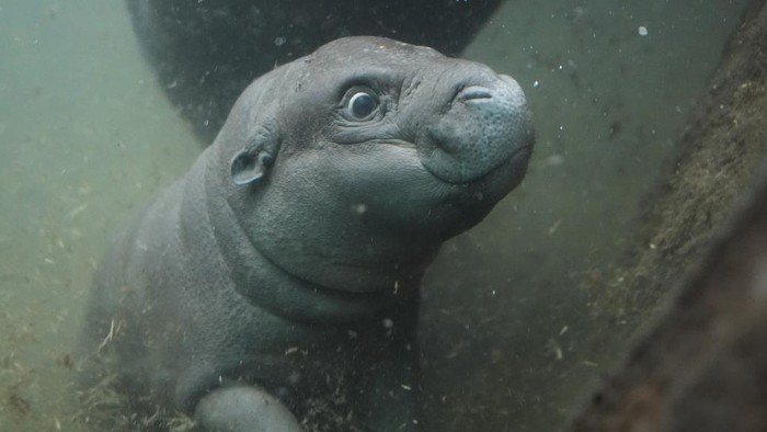 Aksi Gemas Kuda Nil Kerdil Berenang di Kolam Kaca A pygmy hippopotamus cub named Toni dives through a pool for the first time for the public at the zoo in Berlin, Germany, Tuesday, Oct. 29, 2024. (AP Photo/Markus Schreiber)