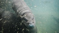Seekor anak kuda nil kerdil bernama Toni menyelam dalam kolam untuk pertama kalinya di depan publik di kebun binatang di Berlin, Jerman, Selasa (29/10/2024).