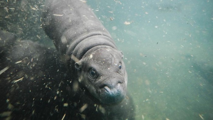 Aksi Gemas Kuda Nil Kerdil Berenang di Kolam Kaca A pygmy hippopotamus cub named Toni dives through a pool for the first time for the public at the zoo in Berlin, Germany, Tuesday, Oct. 29, 2024. (AP Photo/Markus Schreiber)