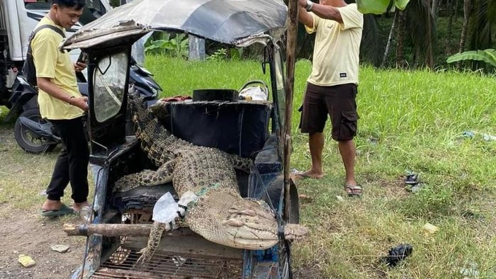 Buaya panjang 2 meter ditemukan warga di Sungai Inuai.