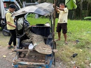 Buaya 2 Meter di Bolmong Ditangkap Warga-Diangkut Pakai Bentor