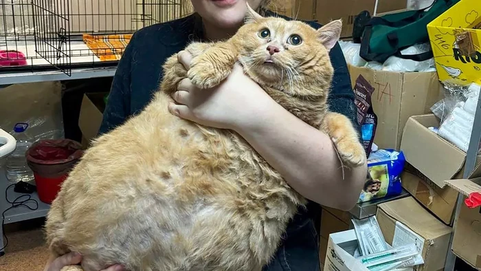 Crumbs, kucing tergemuk yang mati karena tumor