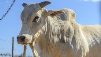 RI Masih Impor Sapi, 40% buat Kebutuhan Dalam Negeri