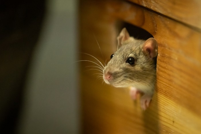 Ilustrasi tikus