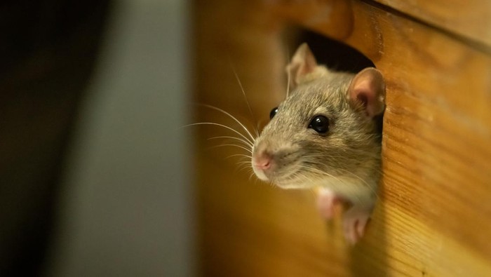 Ilustrasi tikus