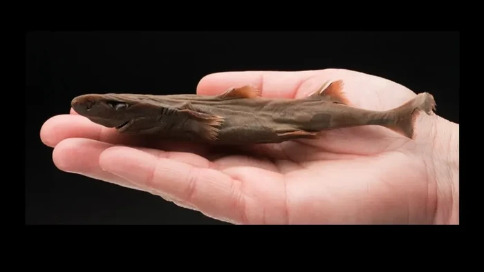 Kebanyakan orang berpikir hiu adalah penghuni laut berukuran besar. Saatnya berkenalan dengan spesies hiu terkecil di dunia, dwarf lanternshark atau hiu lentera kerdil.