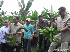 Kementerian Kehutanan Akan Pasok Bahan Program Makan Bergizi Gratis