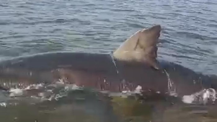 Penampakan hiu putih 3 meter terdampar di Pantai Pesisir Bone Bolango Gorontalo. Dokumen Istimewa