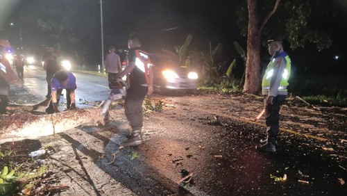 Petugas gabungan mengevakuasi pohon tumbang di Jalan Denpasar-Gilimanuk, tepatnya di Banjar Tembles, Desa Penyaringan, Kecamatan Mendoyo, Kabupaten Jembrana, Rabu (30/10/2024). (Foto: Dok. Polsek Mendoyo)