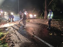 Hujan Deras, Pemotor Tabrak Pohon Tumbang di Jalan Denpasar-Gilimanuk
