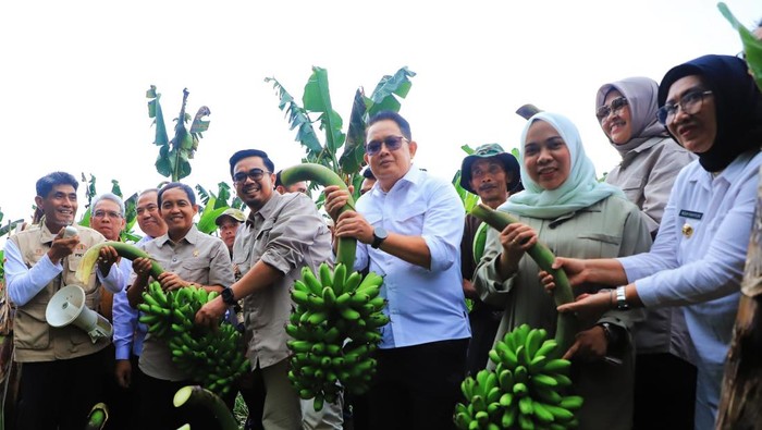 Pj Gubernur Jatim Adhy Karyono bersama Menteri Kehutanan Raja Juli Antoni panen pisang