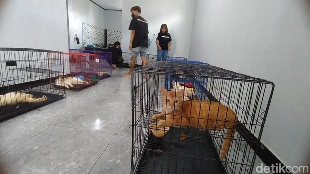 Sebanyak 17 ekor yang dievakuasi Jakarta Animal Aid Network (JAAN) dari rumah warga di Magelang. Foto diunggah pada Rabu (30/10/2024).