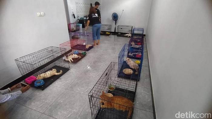 Sebanyak 17 ekor yang dievakuasi Jakarta Animal Aid Network (JAAN) dari rumah warga di Magelang. Foto diunggah pada Rabu (30/10/2024).