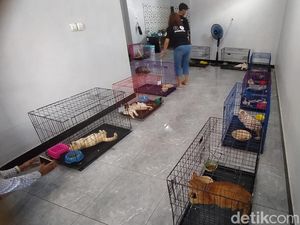 Wanita Magelang Ngaku Kewalahan Rawat 40 Kucing: Tapi Saya Nggak Tega Kleleran
