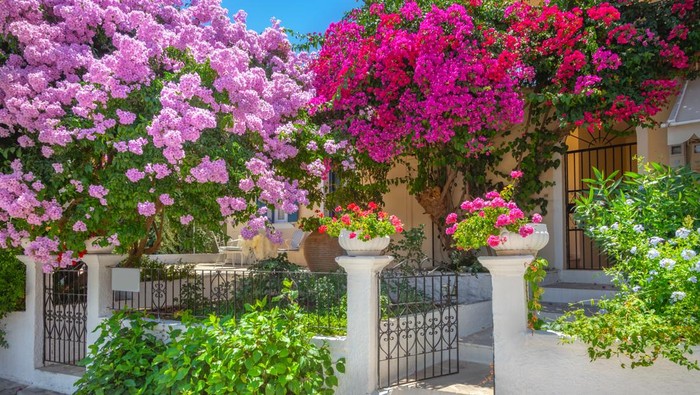 Bougainvillea