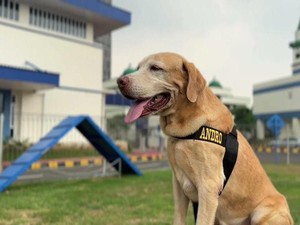 Kenalin Andro, Anjing Pelacak DJBC Veteran Berhasil Deteksi 2,6 Ton Sabu