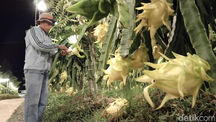 Buah naga di Kuningan